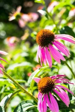 Echinacea Stock Photos