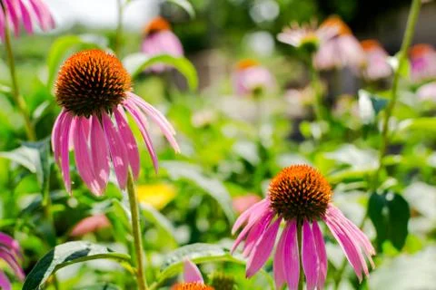 Echinacea Stock Photos