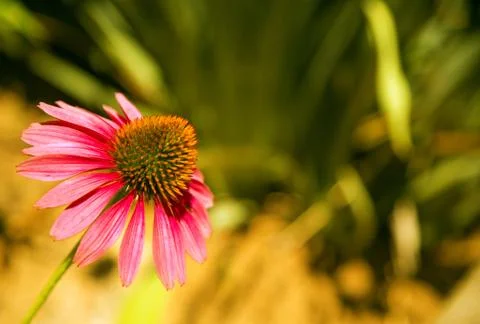 Echinacea Stock Photos