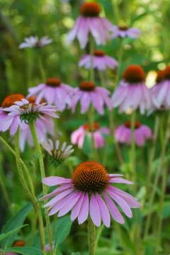 Echinacea Stock Photos