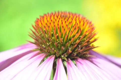 Echinacea 写真素材