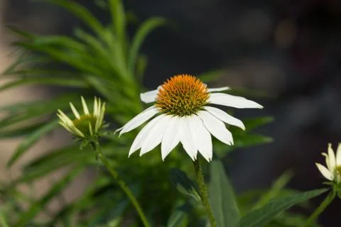 Echinacea Stock Photos