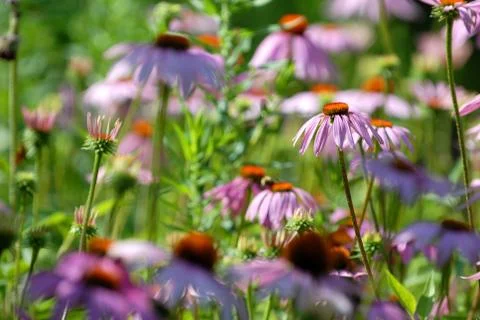 Echinacea Stock Photos