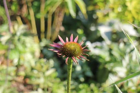 Echinacea Stock Photos