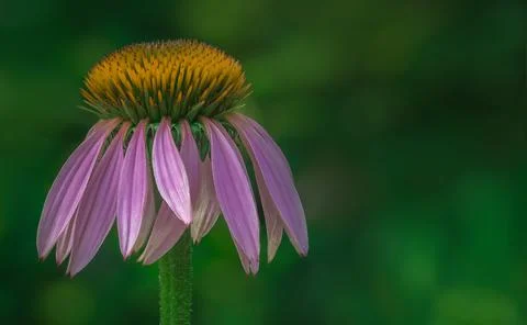 Echinacea Stock Photos