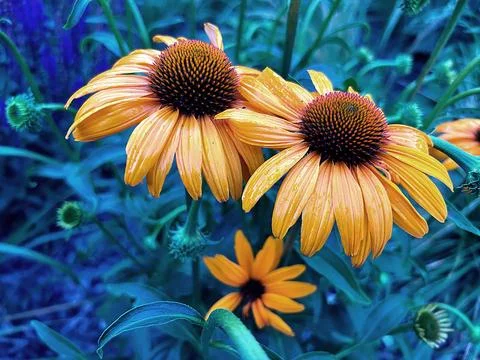 Echinacea Stock Photos