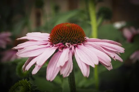 Echinacea Stock Photos