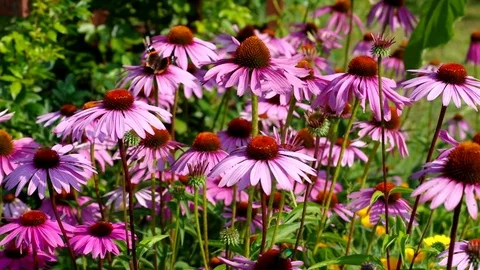 Echinacea purpurea Stock Footage 69900319