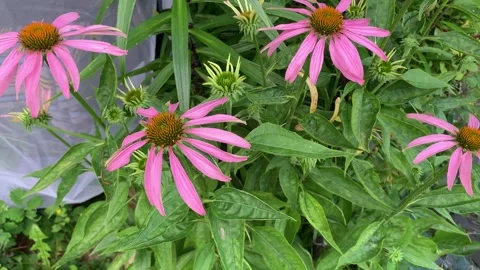 Echinacea purpurea Stock Footage 340359365