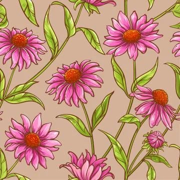 Echinacea purpurea pattern Stock Illustration