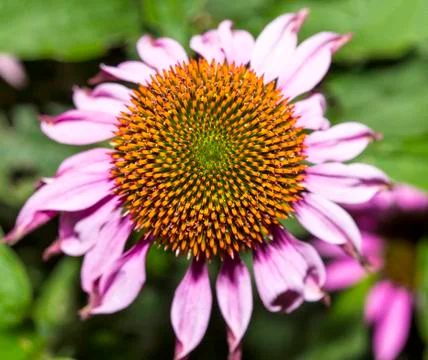 Echinacea purpurea Stock Photos