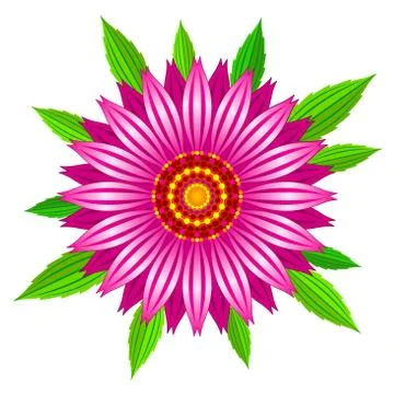 Echinacea purpurea vector flower Stock Illustration