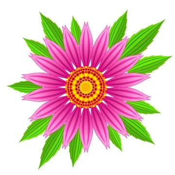 Echinacea purpurea vector flower. Stock Illustration