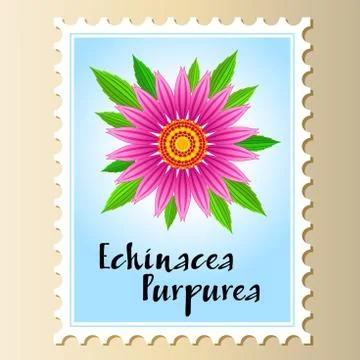 Echinacea purpurea vector flower on a postage stamp. Stock Illustration