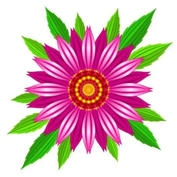 Echinacea purpurea vector illustration. Stock Illustration
