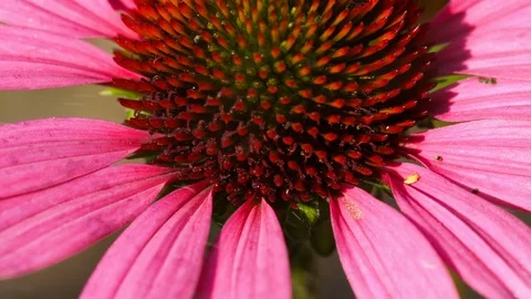 Echinacea in the rain Video stock 94325614