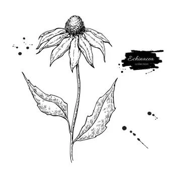 Echinacea vector drawing. Isolated purpurea flower and leaves. Herbal engrave Stock Illustration