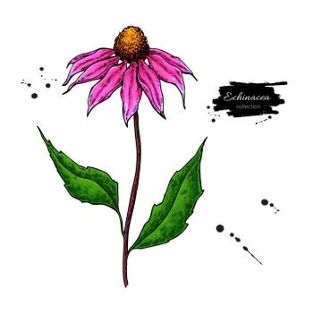 Echinacea vector drawing. Isolated purpurea flower and leaves. Herbal artisti Stock Illustration