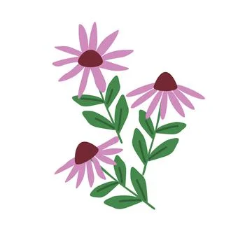 Echinacea vector illustration Stock Illustration