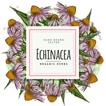 Echinacea violet around a square frame. Template with text for text. Stock Illustration