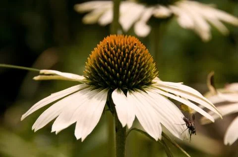 Echinacea White Stock Photos