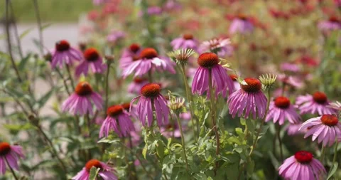Echineacea with insects Stock Footage 148253520