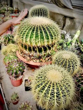 Echinocactus grusonii- cactus Foto stock