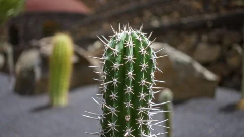 Echinocactus grusonii cactus with sharp spines in lanzarote's outdoor cactu.. Stock Footage 285109570
