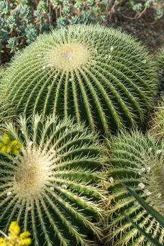 Echinocactus Grusonii (echinocacius) cactus Stockfoto's