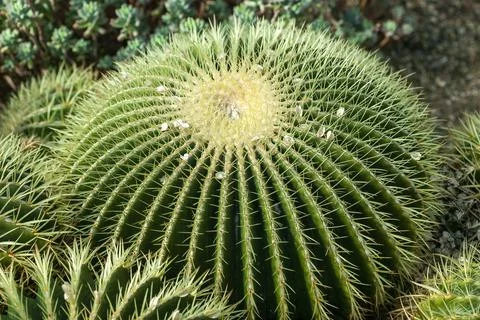 Echinocactus Grusonii (echinocacius) cactus 스톡 사진
