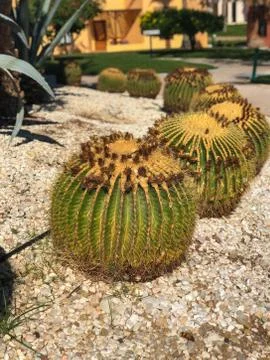 Echinocactus grusonii exotic cactus plants Stock Photos