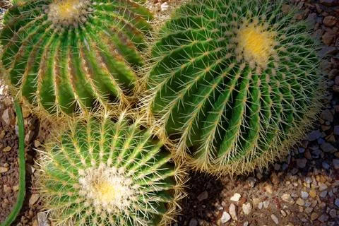 Echinocactus grusonii Stock-Fotos