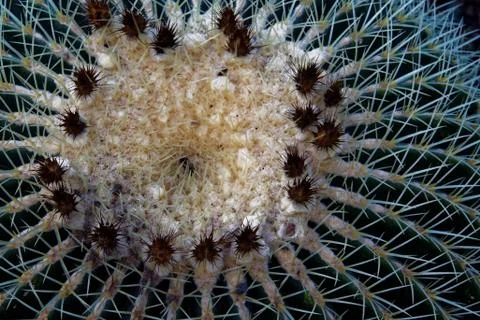 Echinocactus grusonii Stock Photos