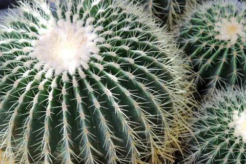Echinocactus grusonii Stock Photos