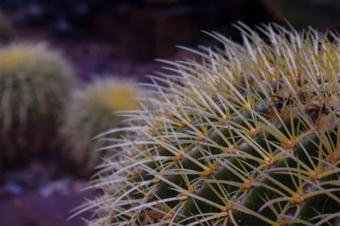 Echinocactus grusonii Stockfoto's