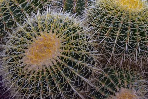 Echinocactus grusonii Stock Photos
