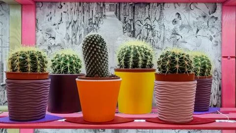 Echinocactus grusonii  Stock Photos