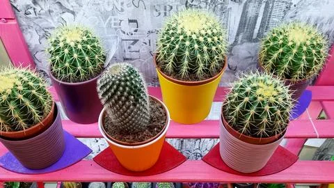 Echinocactus grusonii  Fotos Stock