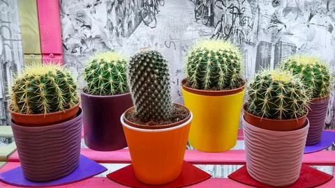 Echinocactus grusonii  Stock-Fotos