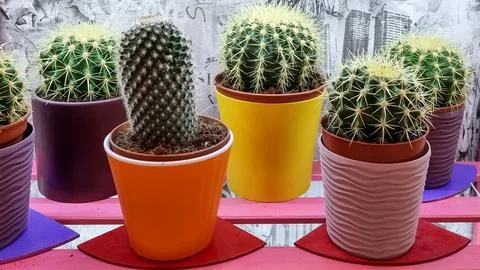 Echinocactus grusonii  Stock Photos