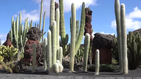 Echinocactus grusonii is a prickly round cactus - amazing succulent plants in a  Video stock 232031124