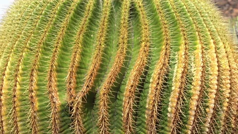 Echinocactus grusonii is a prickly round cactus - amazing succulent plants in a  Video stock 232031194