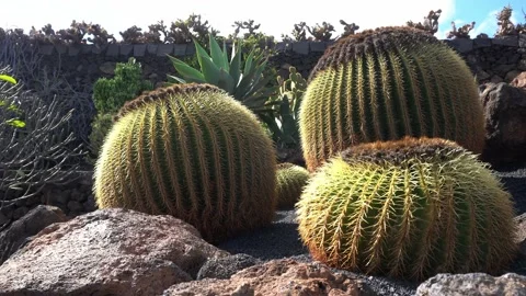 Echinocactus grusonii is a prickly round cactus - amazing succulent plants in a  Video stock 232031297