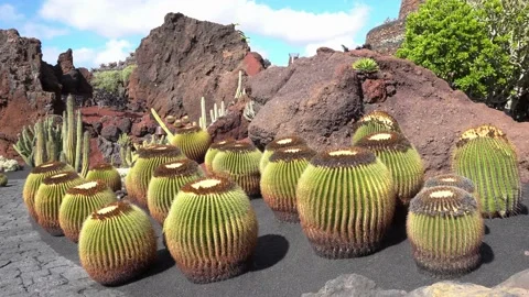 Echinocactus grusonii is a prickly round cactus - amazing succulent plants in a  Video stock 232031397