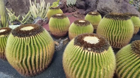 Echinocactus grusonii is a prickly round cactus - amazing succulent plants in a  Video stock 232921970