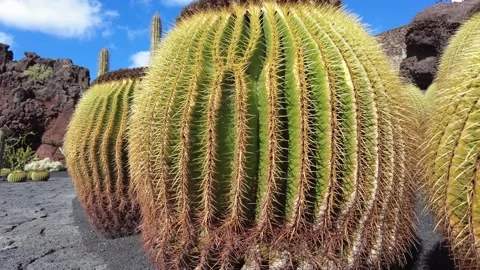 Echinocactus grusonii is a prickly round cactus - amazing succulent plants in a  Video stock 232922034