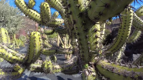 Echinocactus grusonii is a prickly round cactus - amazing succulent plants in a  Video stock 232922073