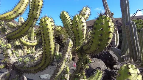 Echinocactus grusonii is a prickly round cactus - amazing succulent plants in a  Video stock 232922074