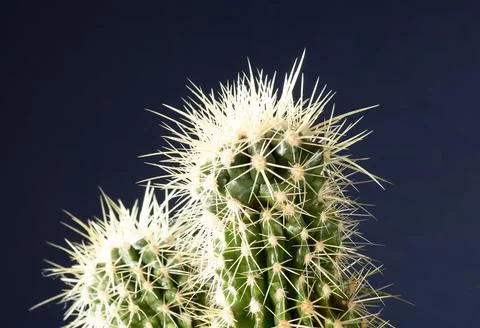 Echinocactus needles in the rays of backlight close-up Stock Photos