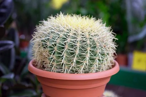 Echinocactus with a spherical stem. Large cactus with yellow needles in a pot Stock Photos
